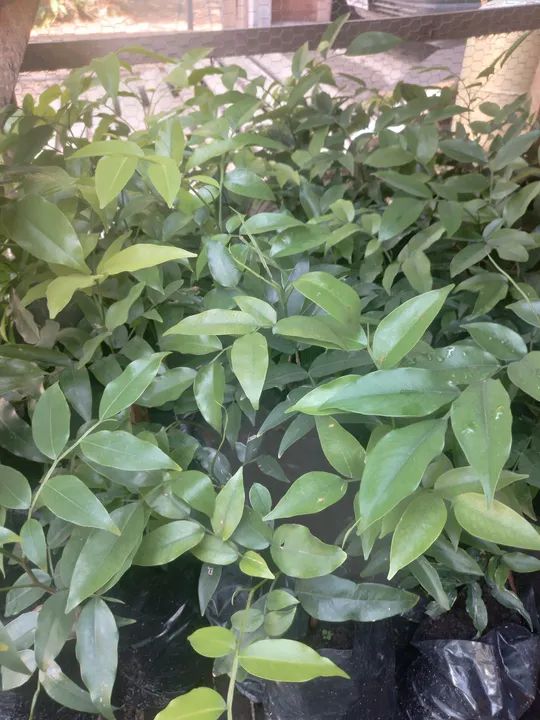 250 mudas de cumarú precoce 