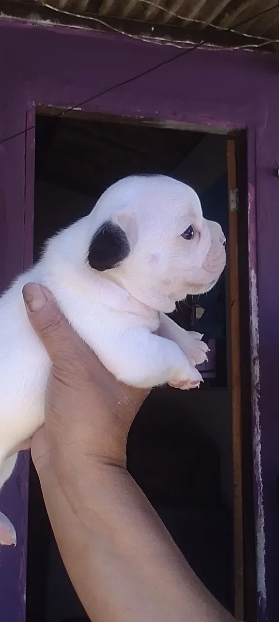 Filhotes Exóticos de Buldogue Francês!