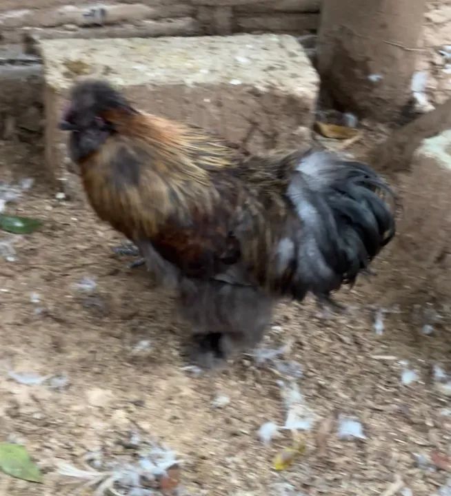 Sedosas do Japão adultas e exóticas  - Foto 2