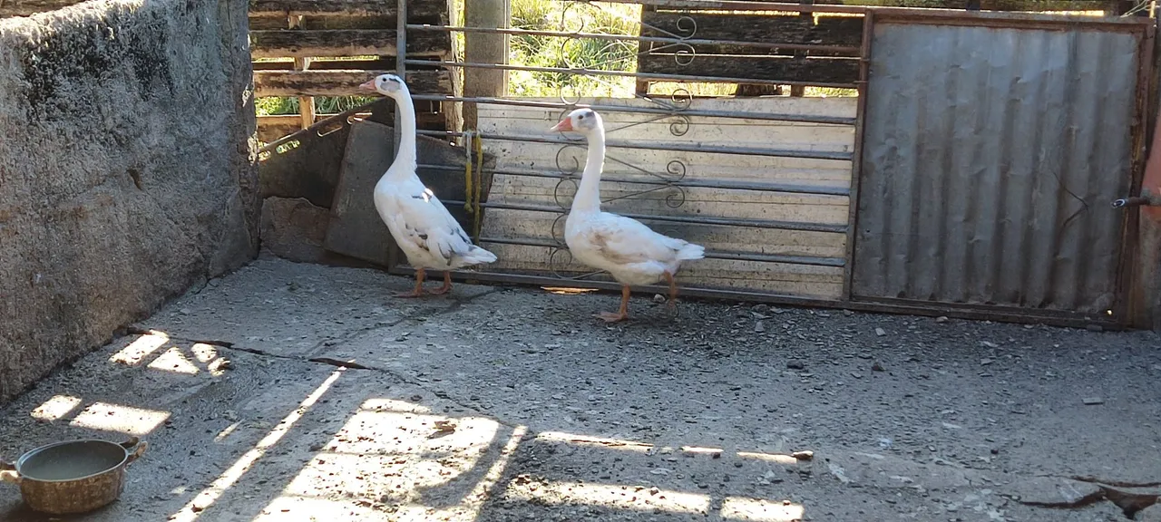 Patos - combinar