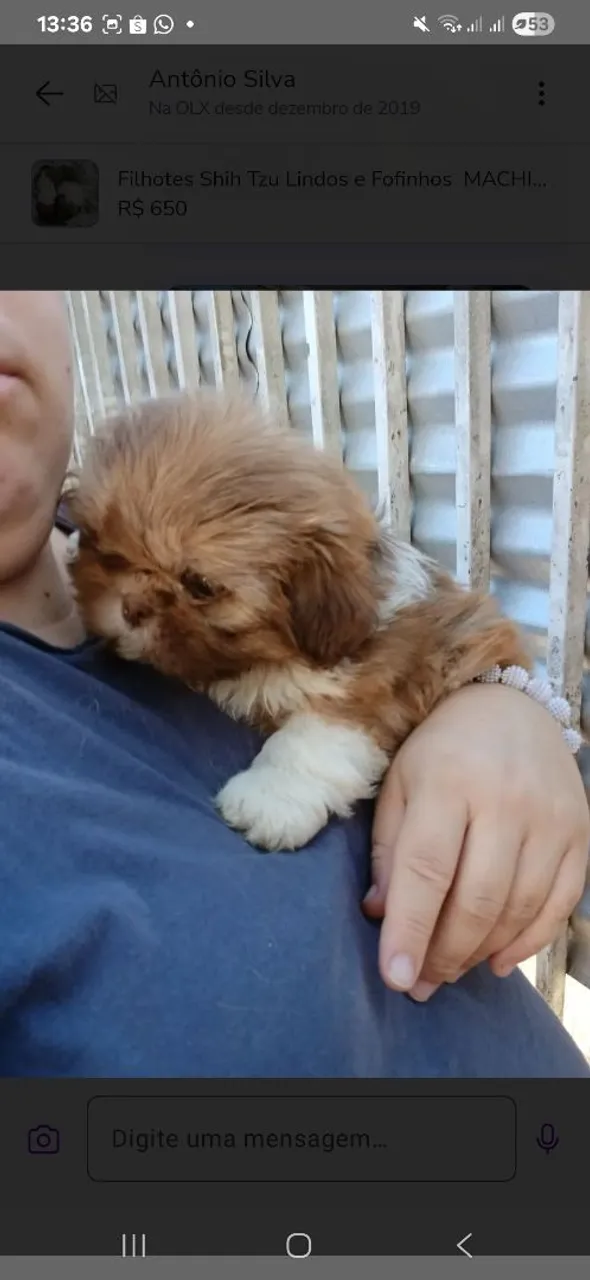 Filhotes Shih Tzu Lindos e Fofinhos MACHOS