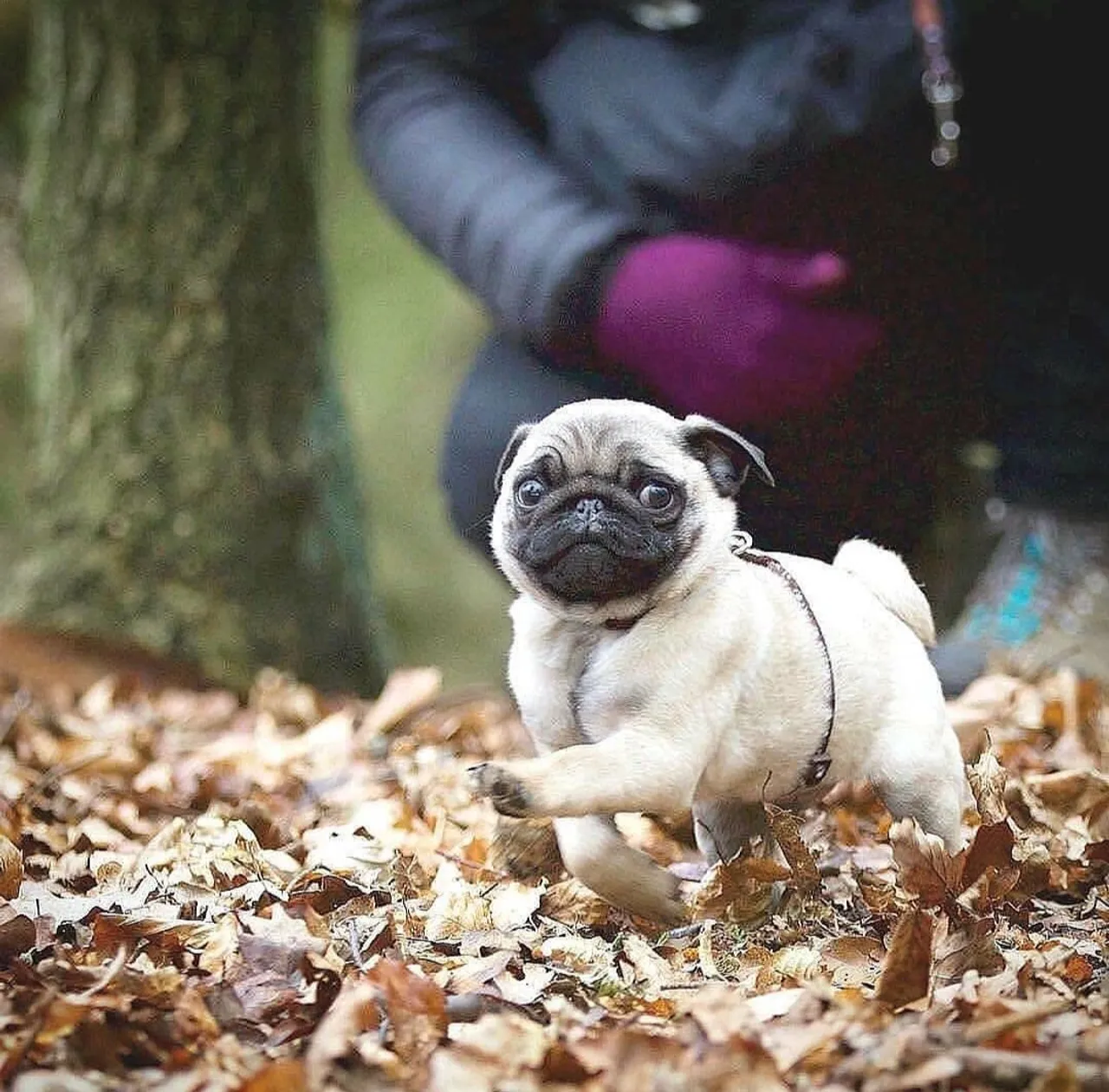 Lindo Filhote de Pug adorável e brincalhão Legítimo 