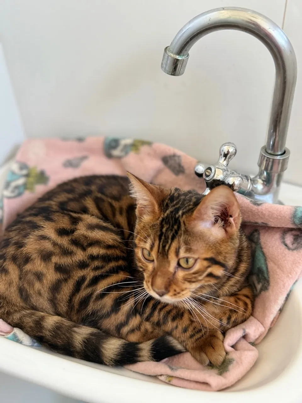 Filhotes Bengal