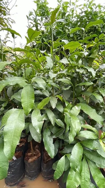 Mudas de Achachairu 