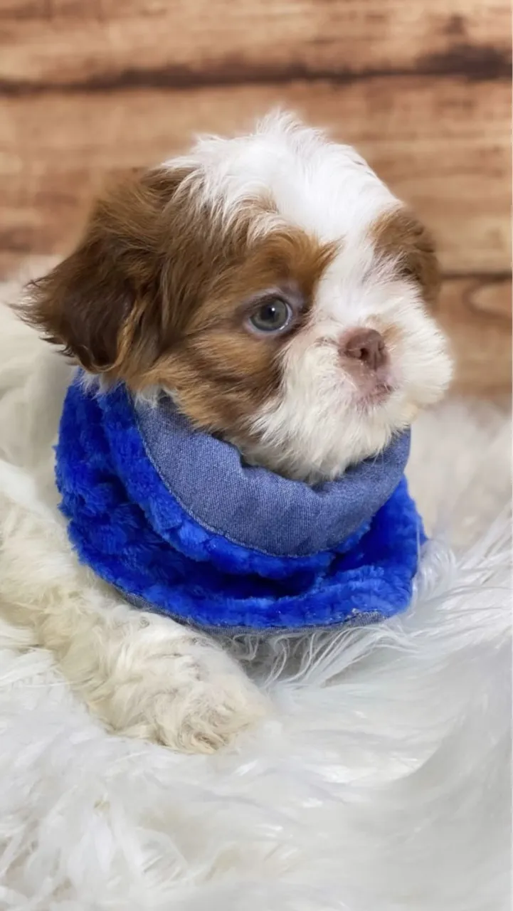 Filhote Shih Tzu Charmoso e Fofo