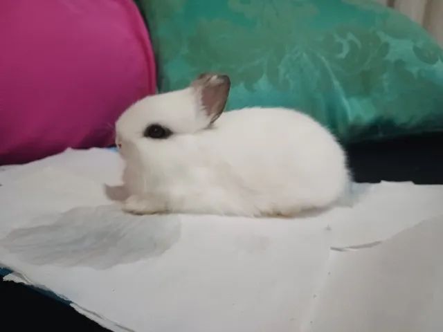 Lindos Coelhinhos!!!