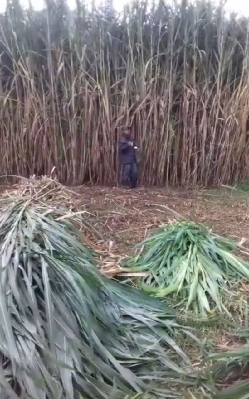 APROVEITE AS TROVOADAS E PLANTE CAPIAÇU OU KURUMI