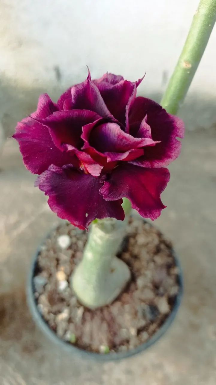 Rosa do Deserto - cor roxa