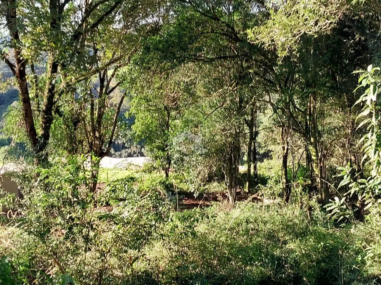 Área de terra de 02 hás agricultável - Foto 13