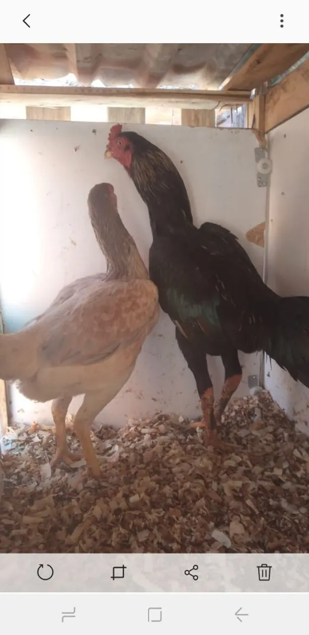 Galo de raça
