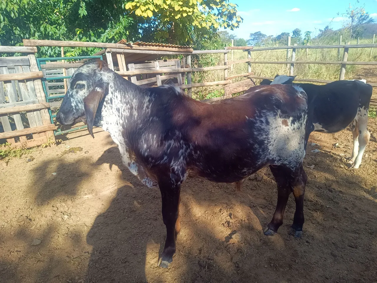 Bezerro macho