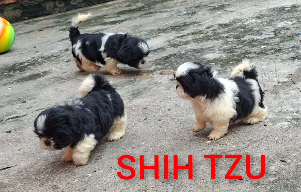 Filhotes Shih Tzu disponíveis 