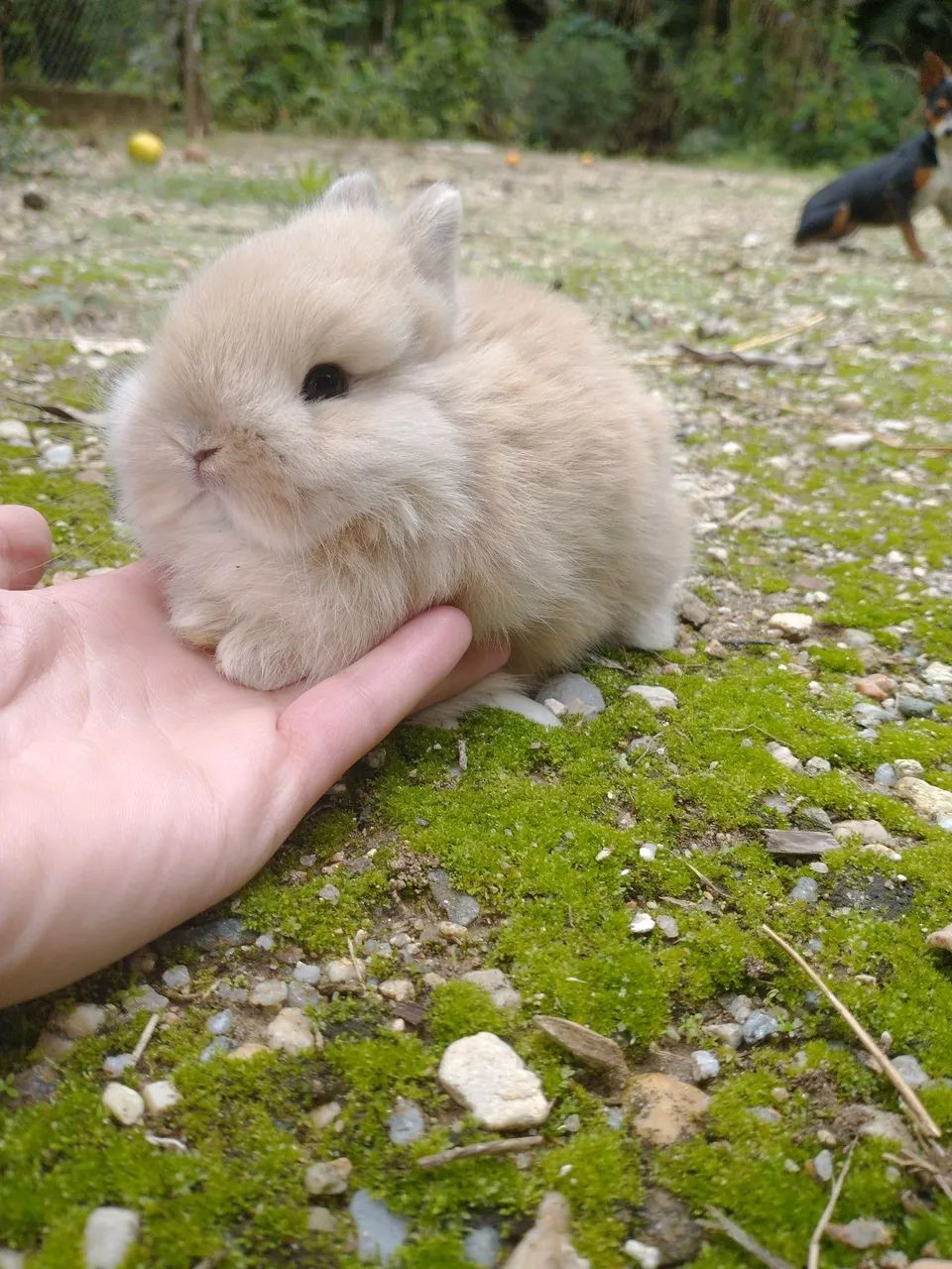 Mini coelhos Anão Netherland macho - Foto 2