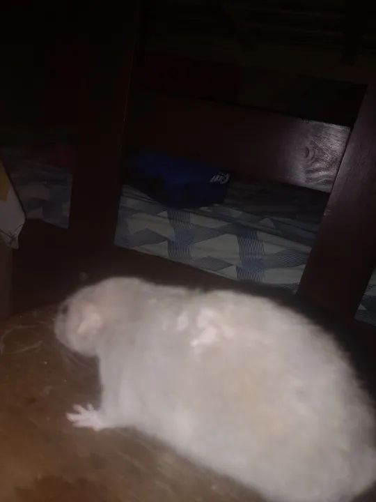 Rato twister - Foto 2