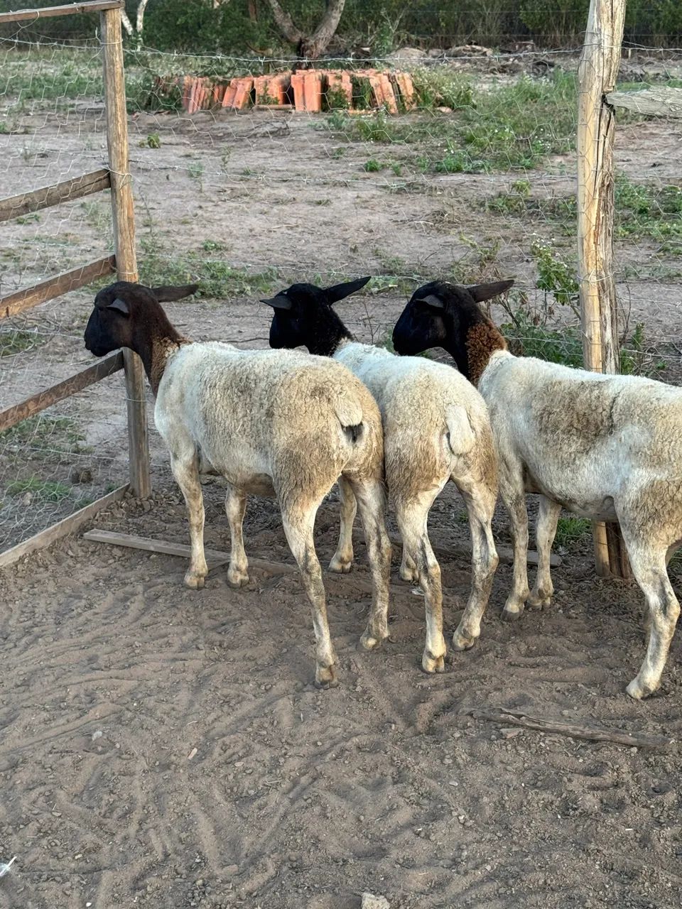 Carneiro e ovelhas Dorper  - Foto 2