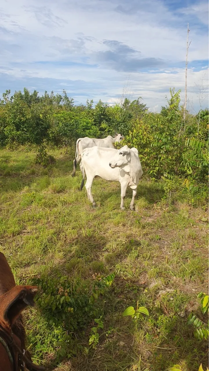 Vendo terra na cidade de Pedro do Rosário Maranhão
