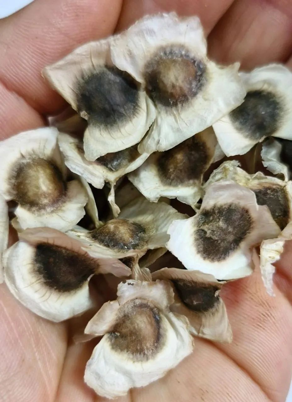 1000 SEMENTES MORINGA - Foto 6