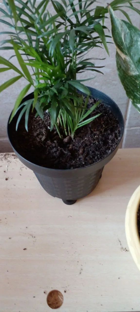 Vasos de plantas variadas - Foto 4