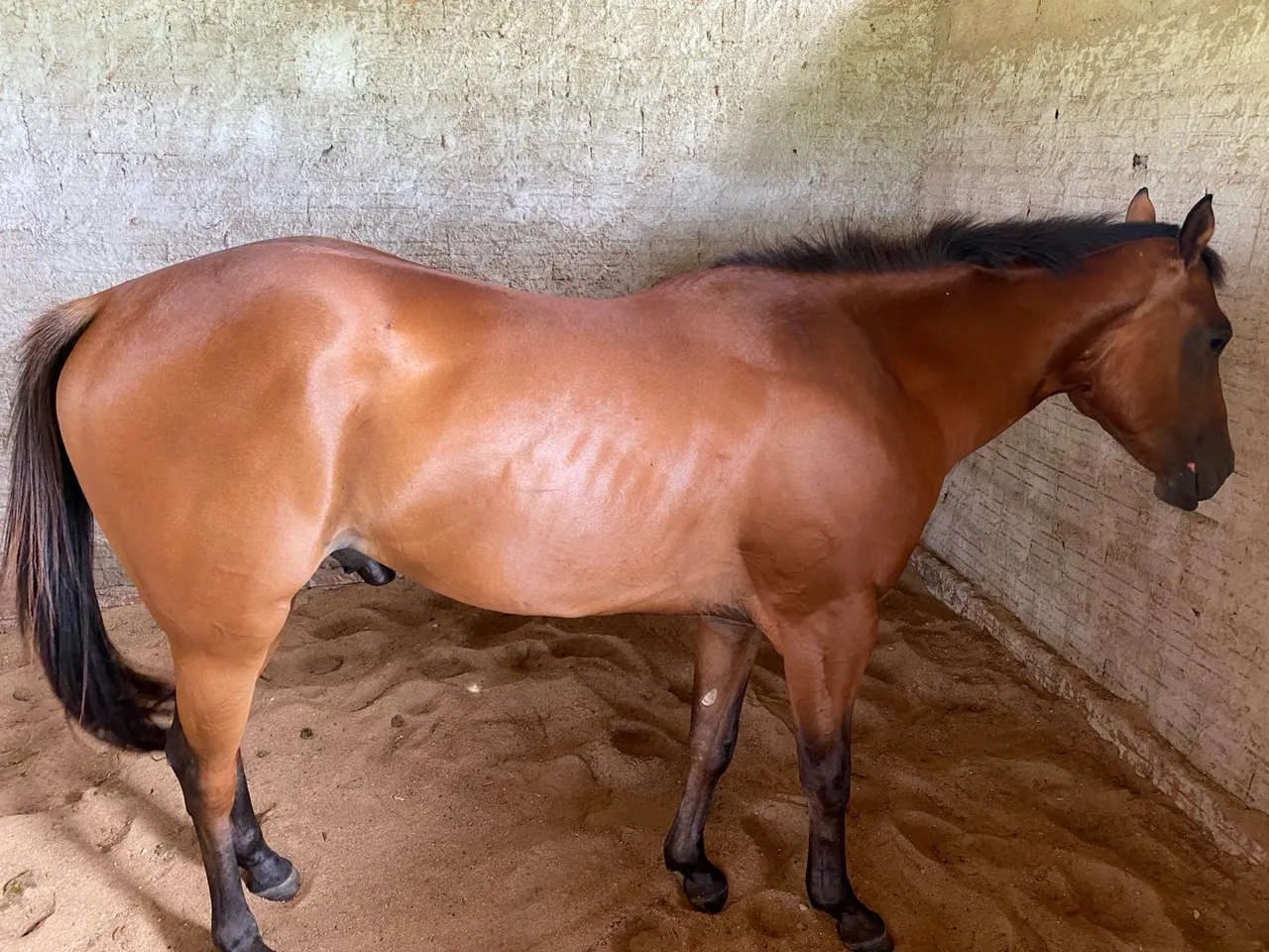 Cavalo puro