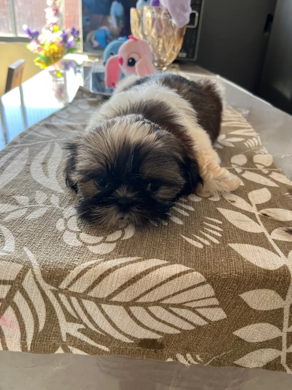 Filhote Shih Tzu