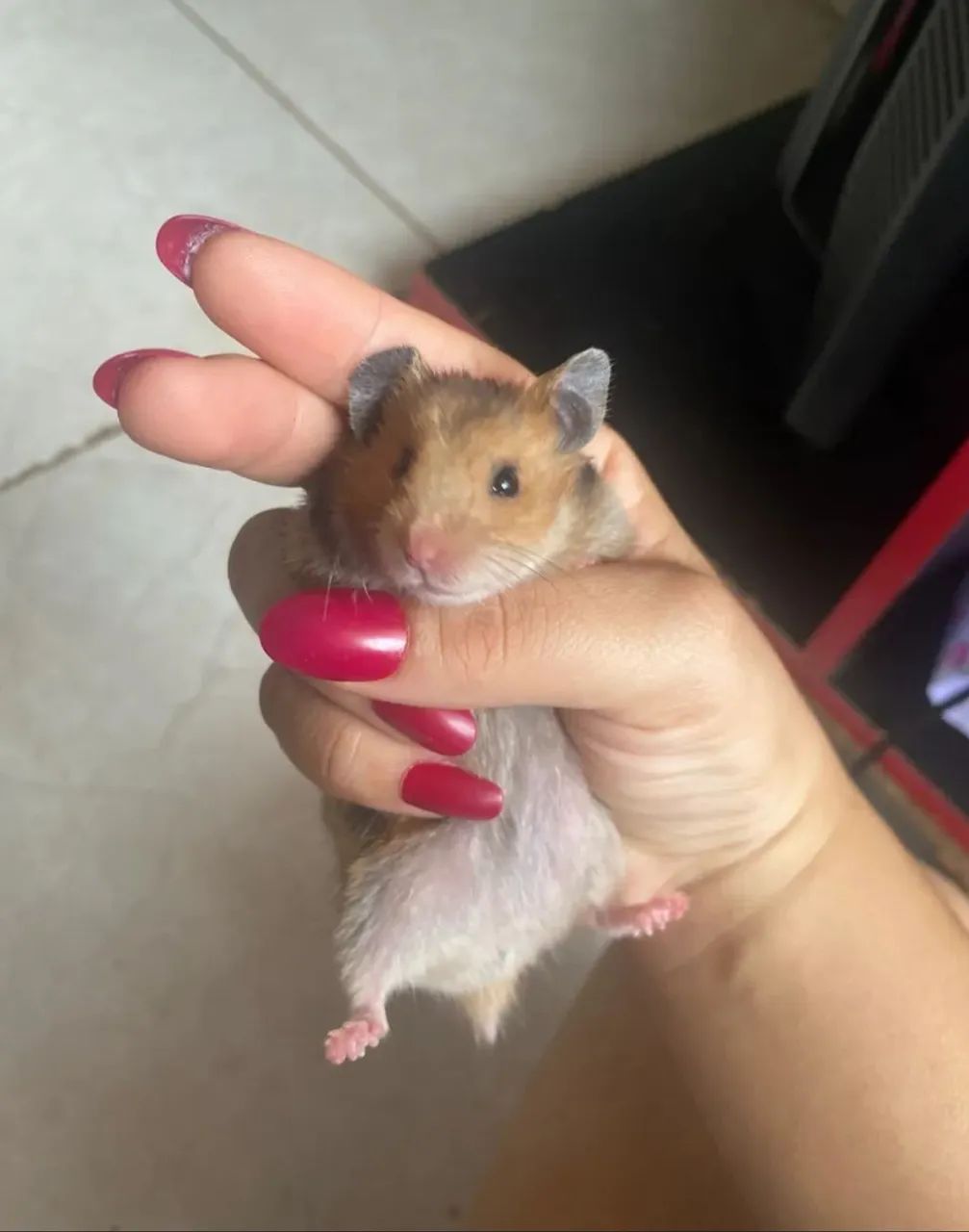 Vendo gaiola com 2 Hamster sírio fêmea  - Foto 3