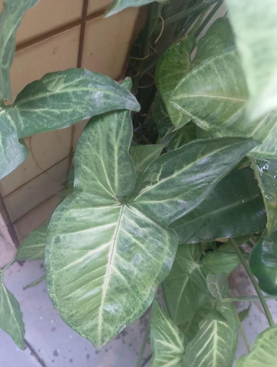 Planta ornamental syngônio muda - Foto 3