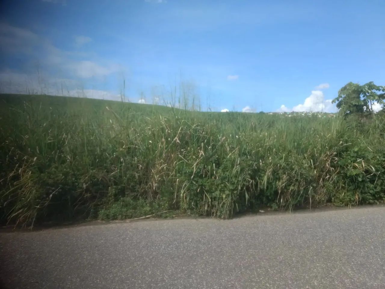 Vendo uma Propriedade em Palmares, 900 hectares, R$: 25.000 - Foto 3