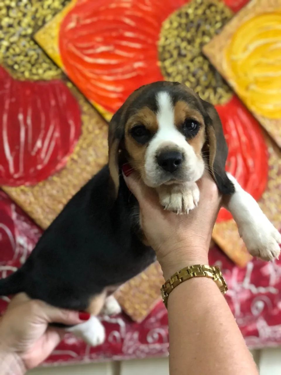 Filhotes de Beagle