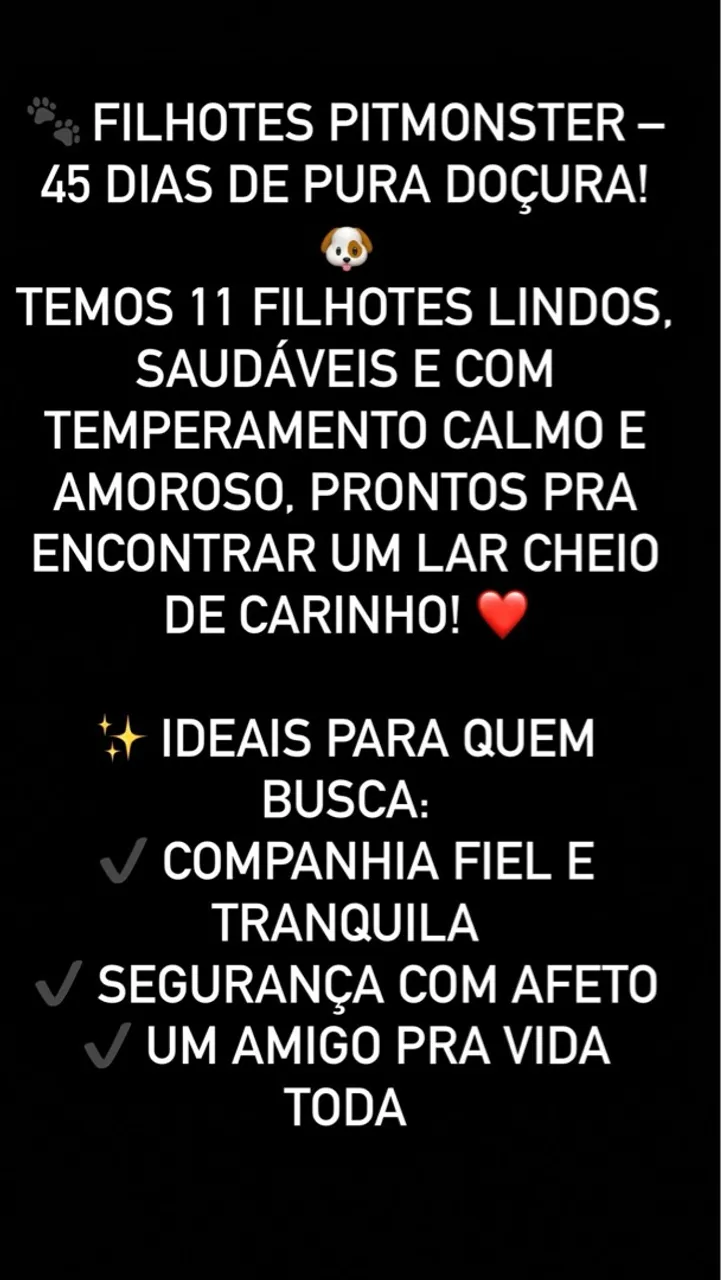 Filhotes Pitmonster - 45 dias de pura doçura!
