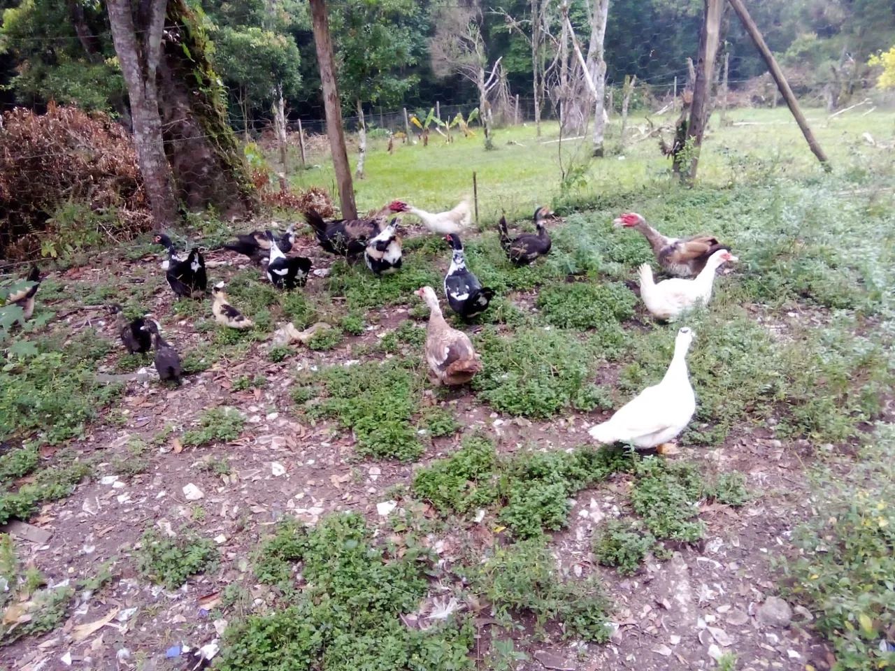 Patos - Foto 2