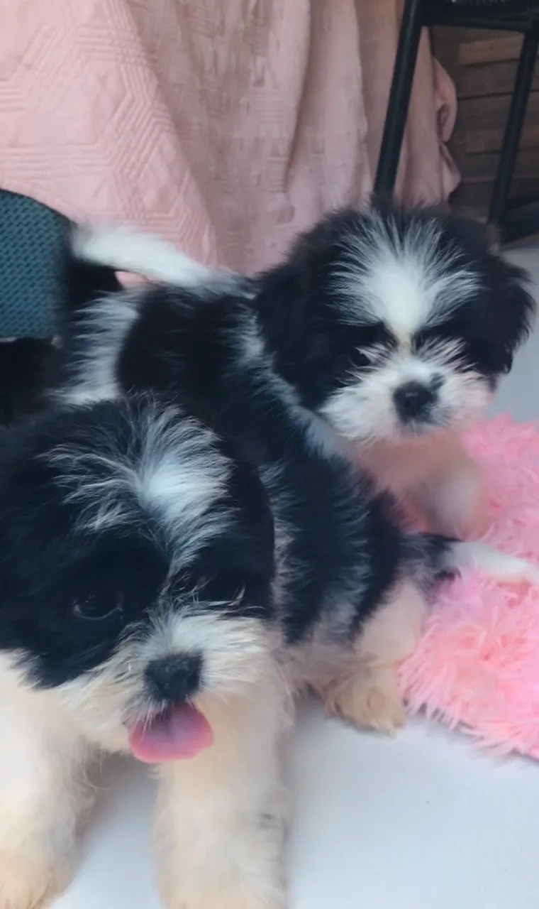 Filhotes Shih Tzu