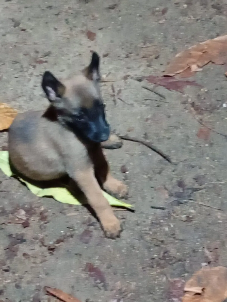 Filhote de Pastor Belga Malinois