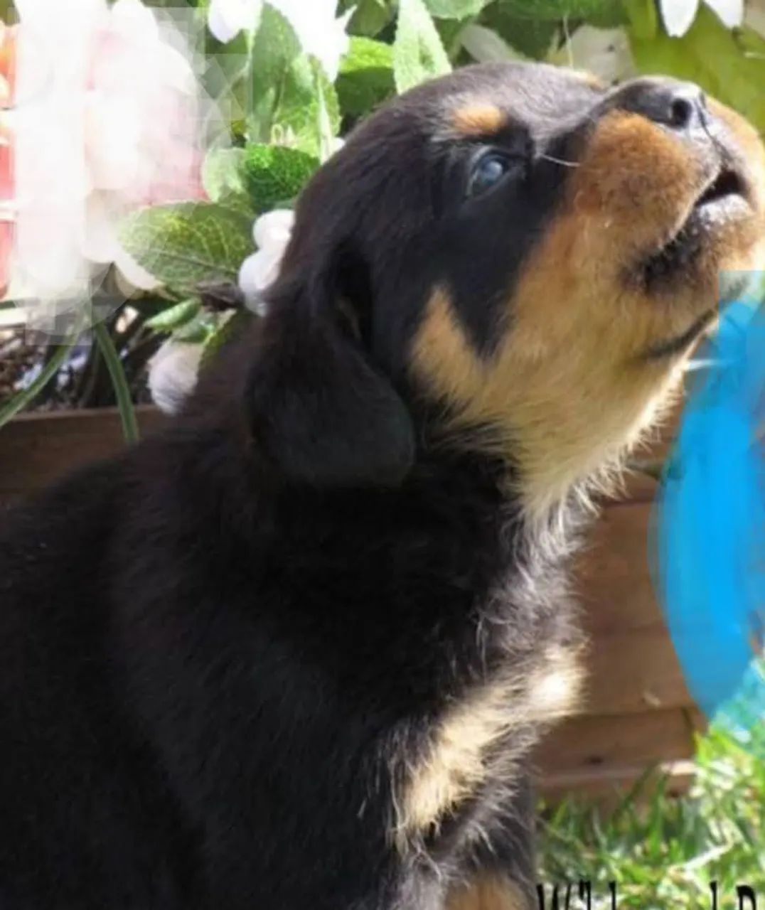 Vendo filhotes de Rottweiler com pedigree  - Foto 5