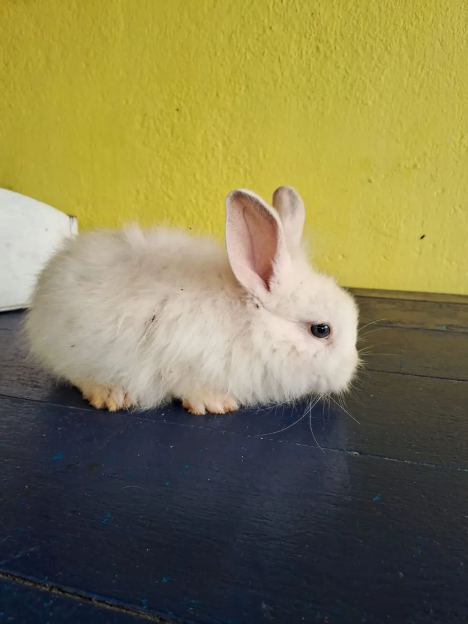 Coelho mini Lion