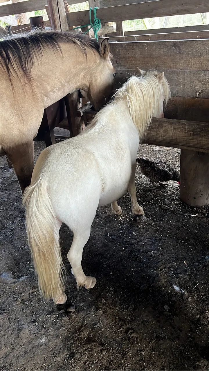 Vendo pônei fêmea albina  - Foto 2