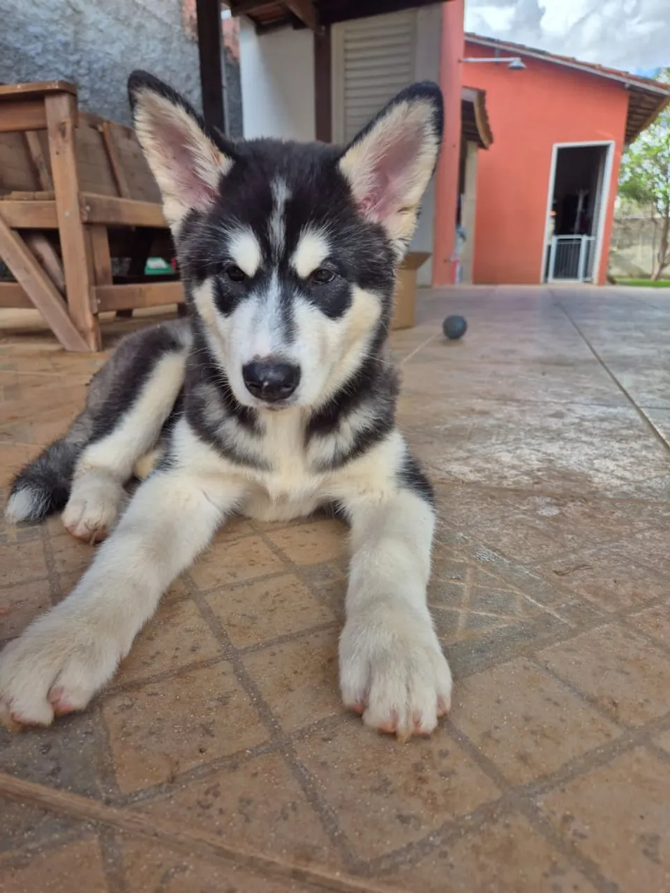 Malamute do Alasca 