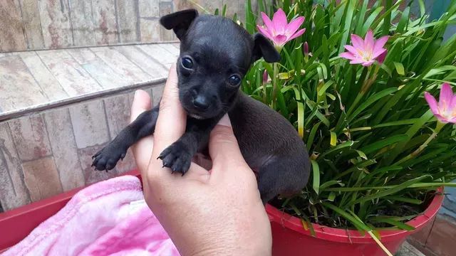 Pinscher x chihuahua Chama no WhatsApp 9 97IO-422O - Foto 6