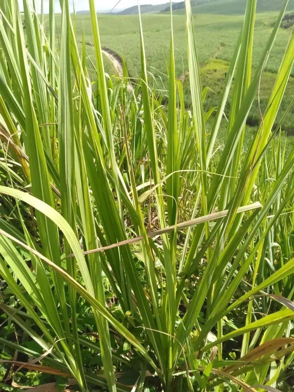 Vendo uma Propriedade em Palmares, 900 hectares, R$: 25.000
