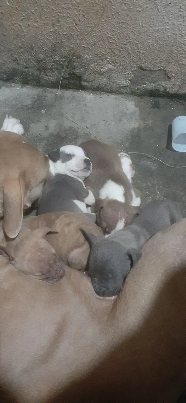 Filhotes de Pitbull p vender