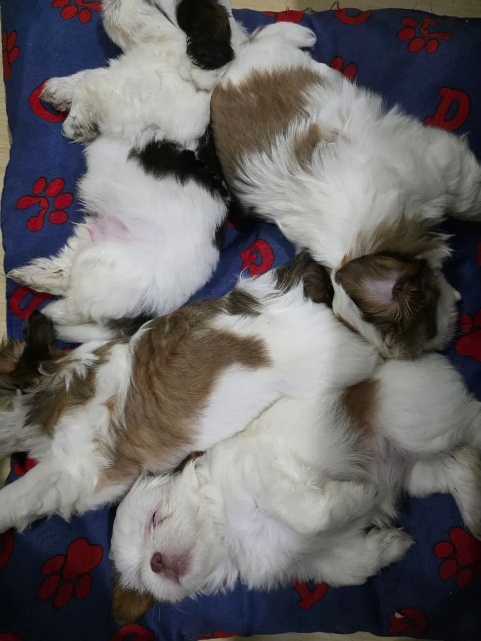 Vende-se filhotes de Lhasa Apso  - Foto 3