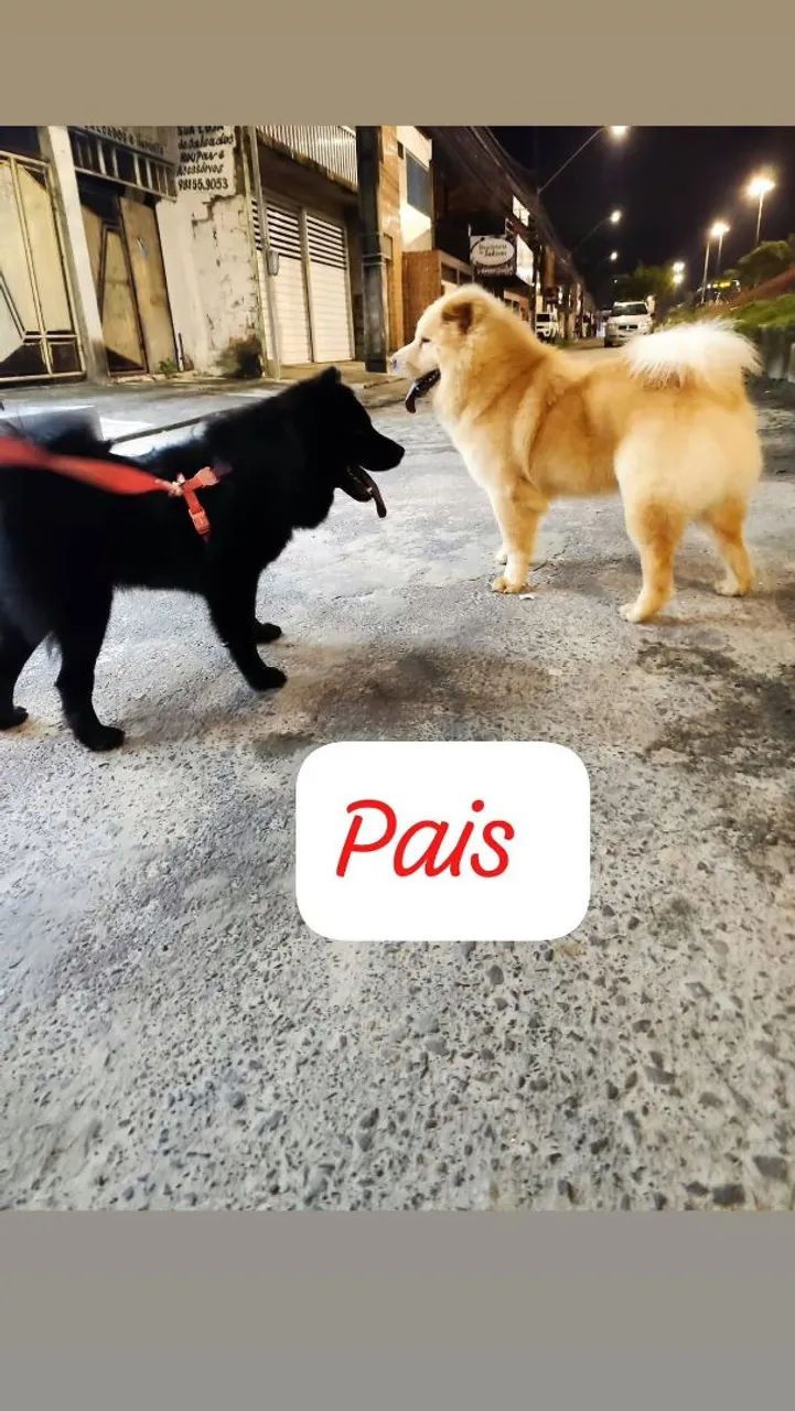 Chow Chow fêmeas claras e macho preto - Foto 4