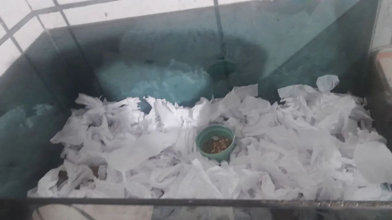 Vende se aquario para hamster e hamster 