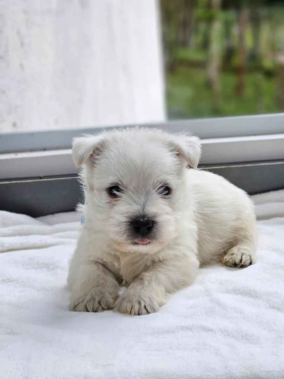 West Terrier | @canil.alesnewworld