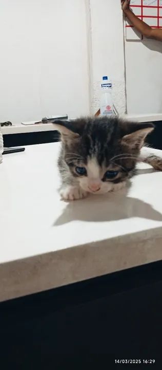 Doação de Gatinhos  - Foto 3