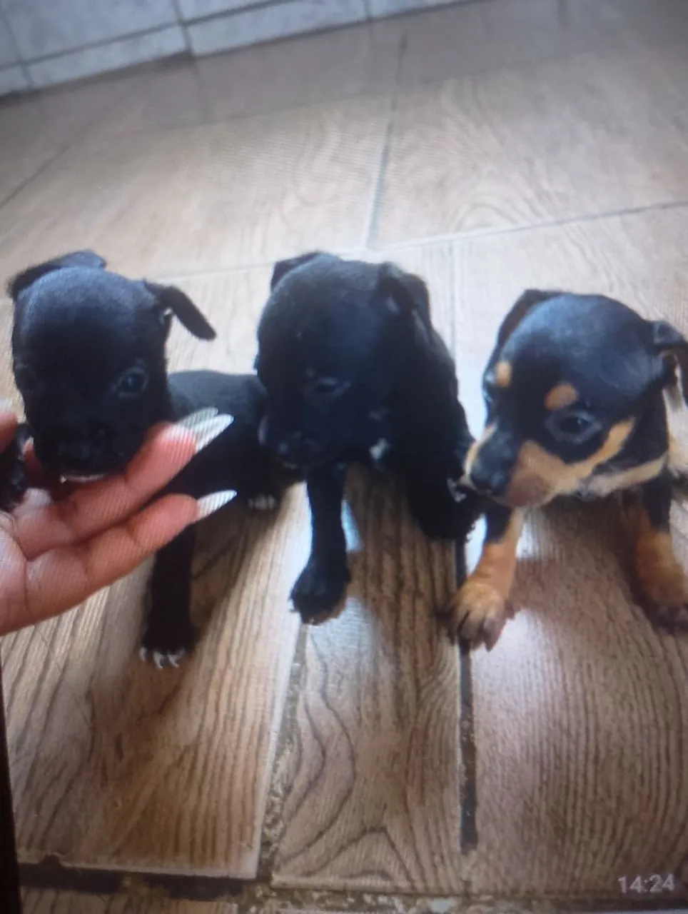 Filhotes de pinscher disponíveis