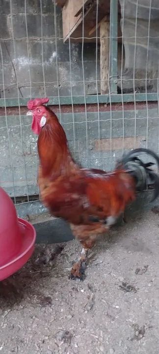 Vendo Galos - Foto 4