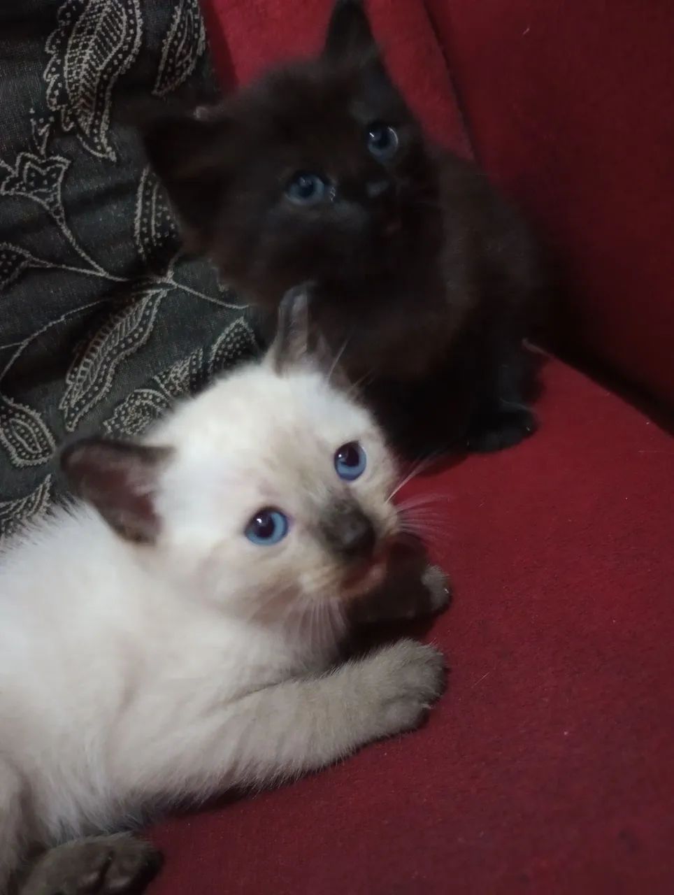 Gatinhos fofos Raça Bombaim  - Foto 4