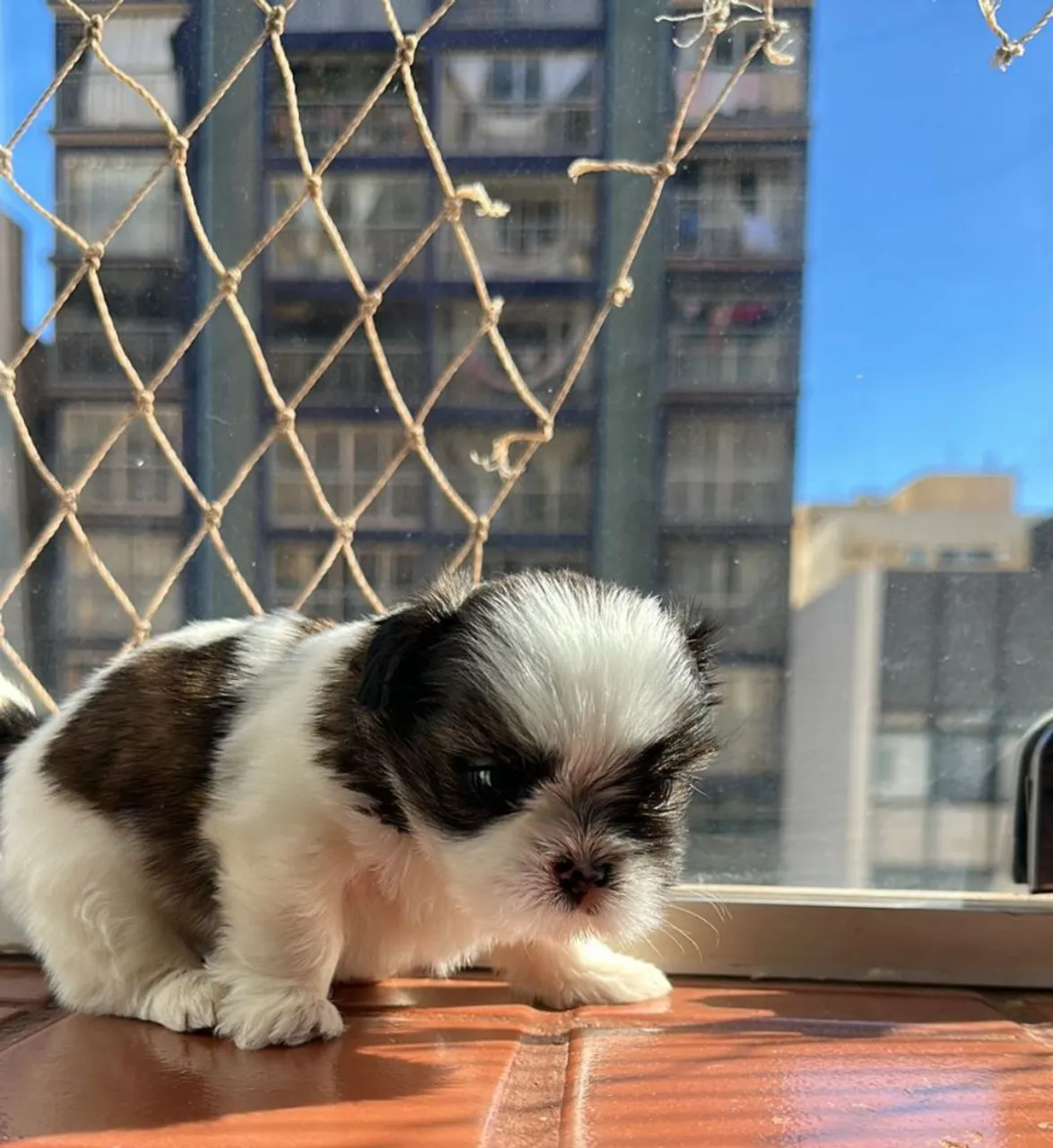Filhote Shih Tzu