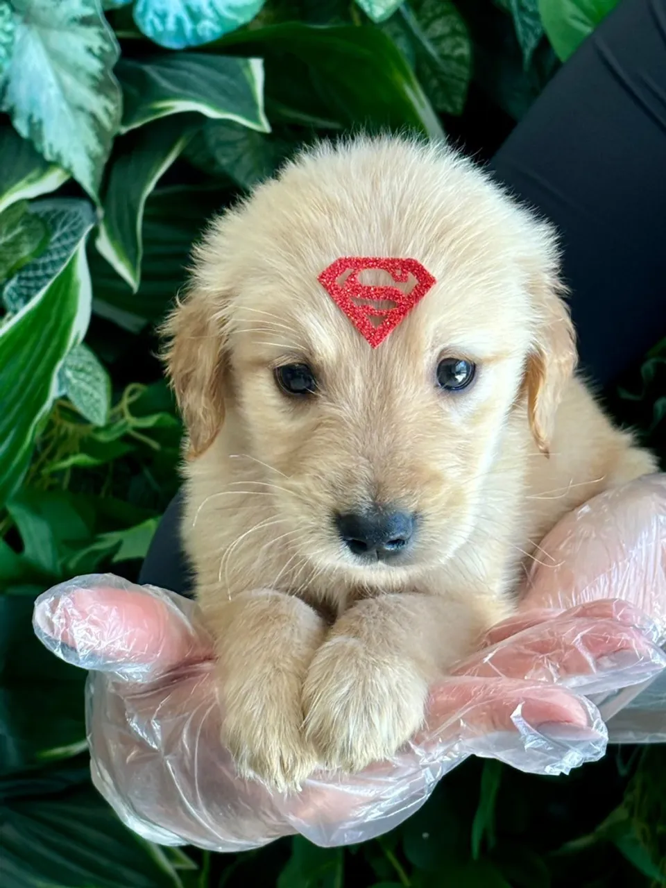Filhote Golden Retriever - Super fofinho! * - Andressa filhotes chame zap