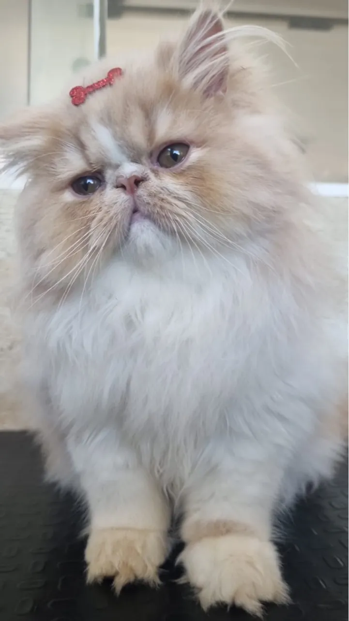 Gato persa
